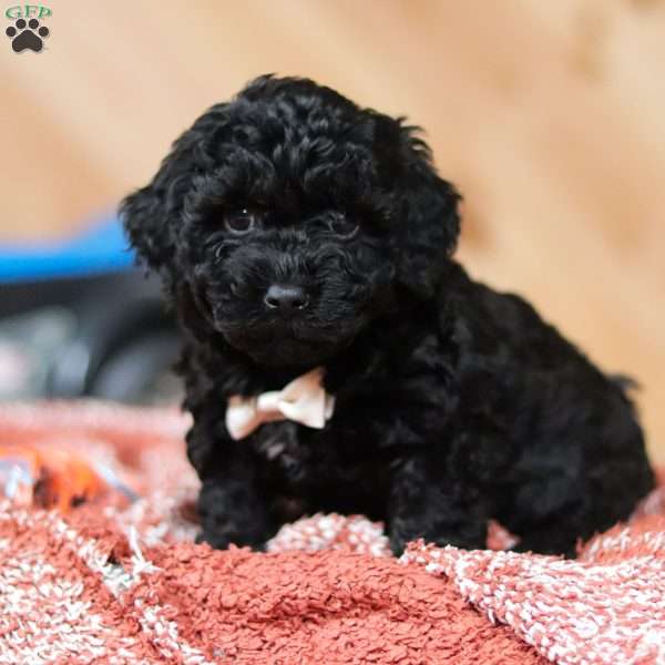 Riggins, Mini Bernedoodle Puppy